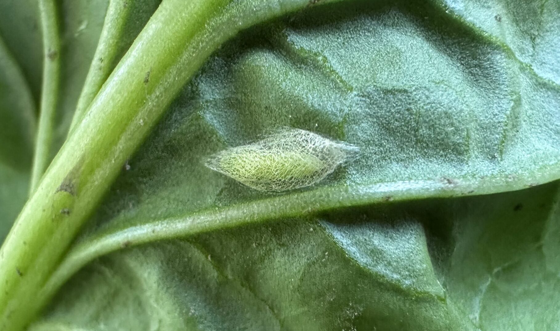 小松菜食害の真犯人を発見！その正体は？🐛🚨