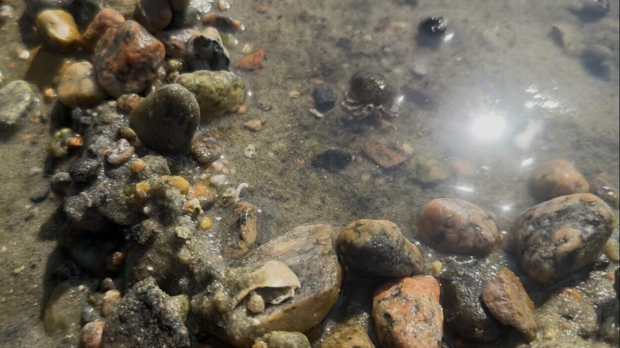🇺🇸 ケープコッドのヤドカリは、日本のヤドカリと何が違う？🐚🦀
