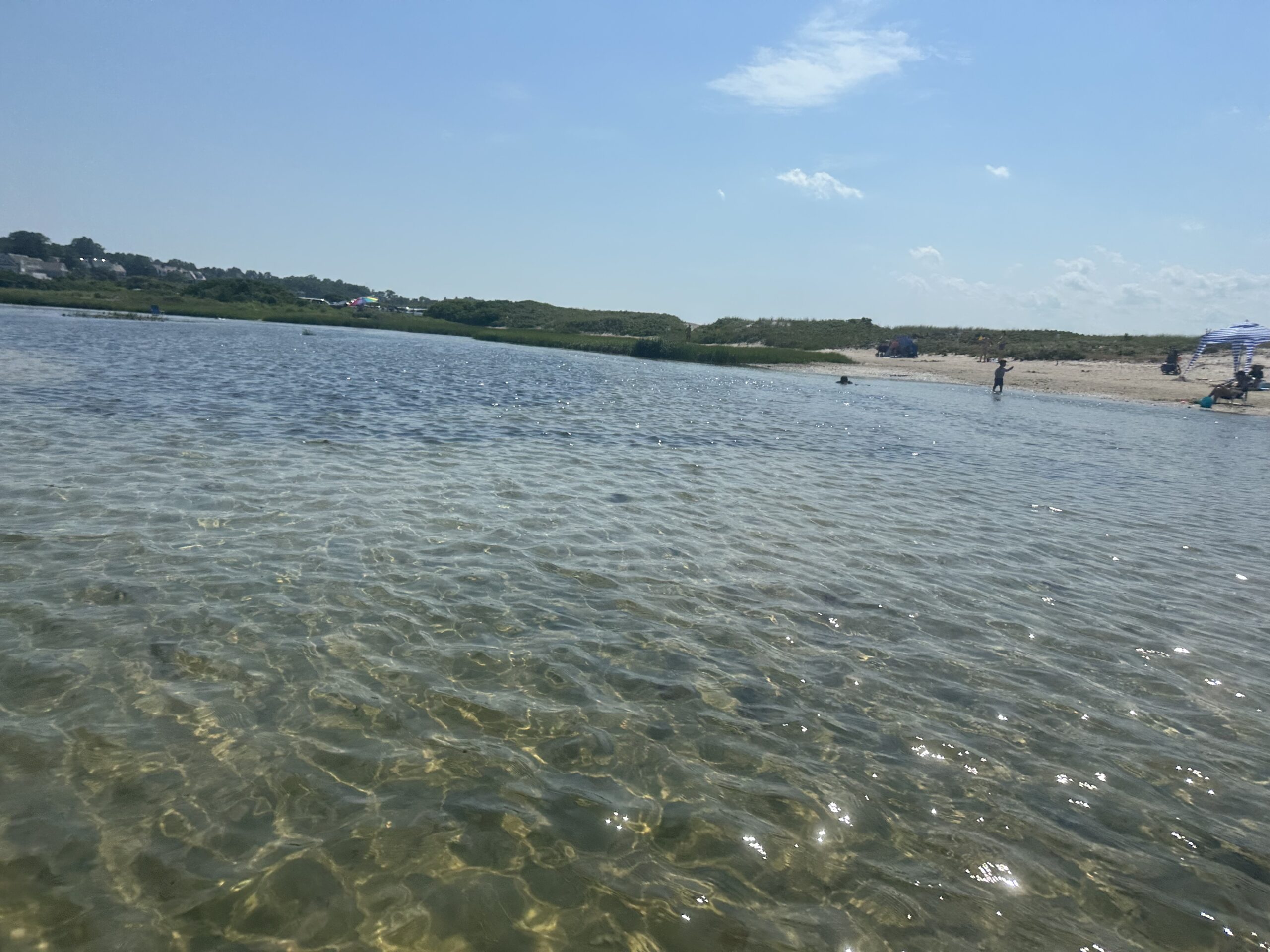 Cape Codで出会えた動物たち②
