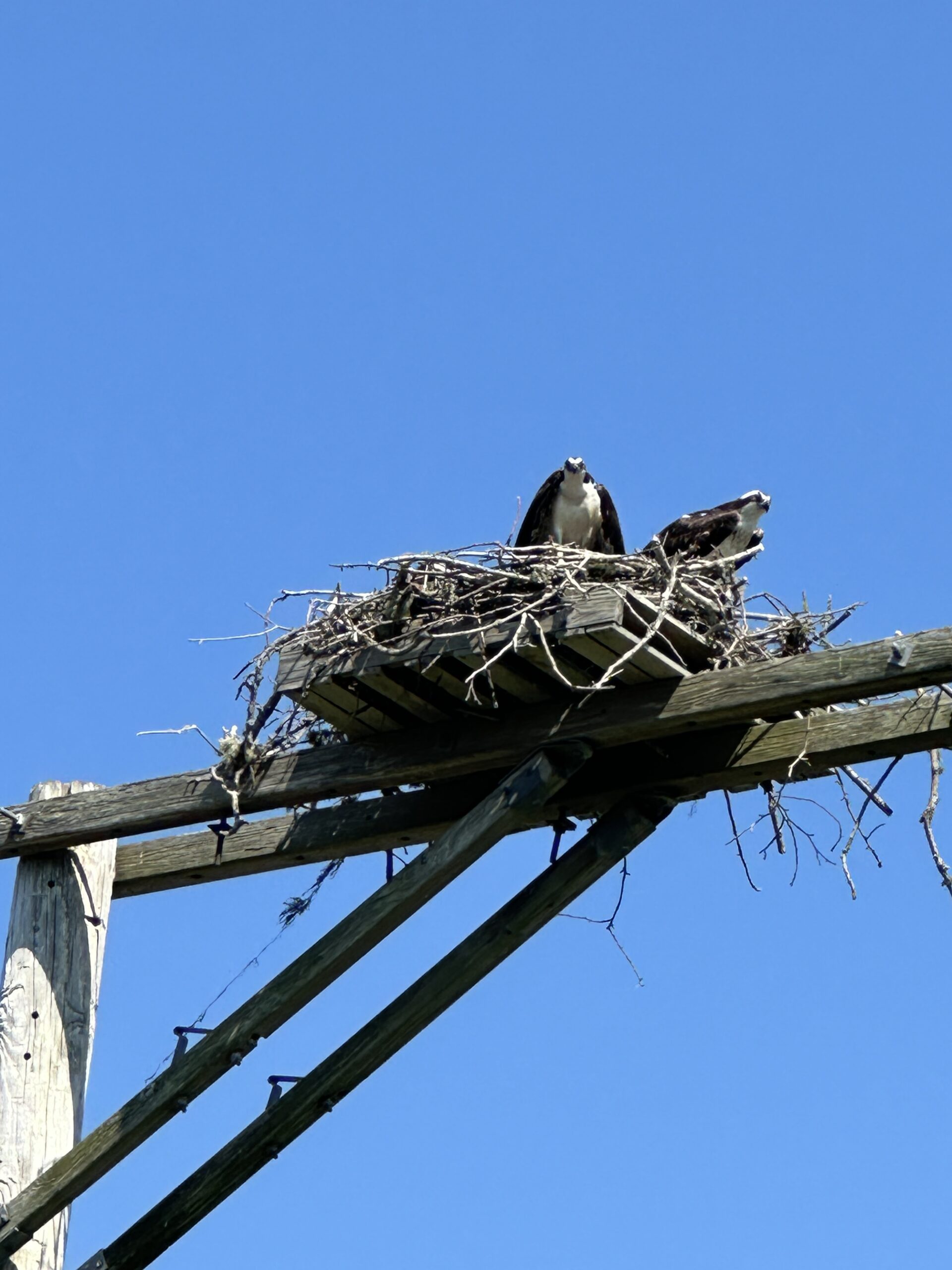 Cape Codで出会えた動物たち①🦅🐢🐚