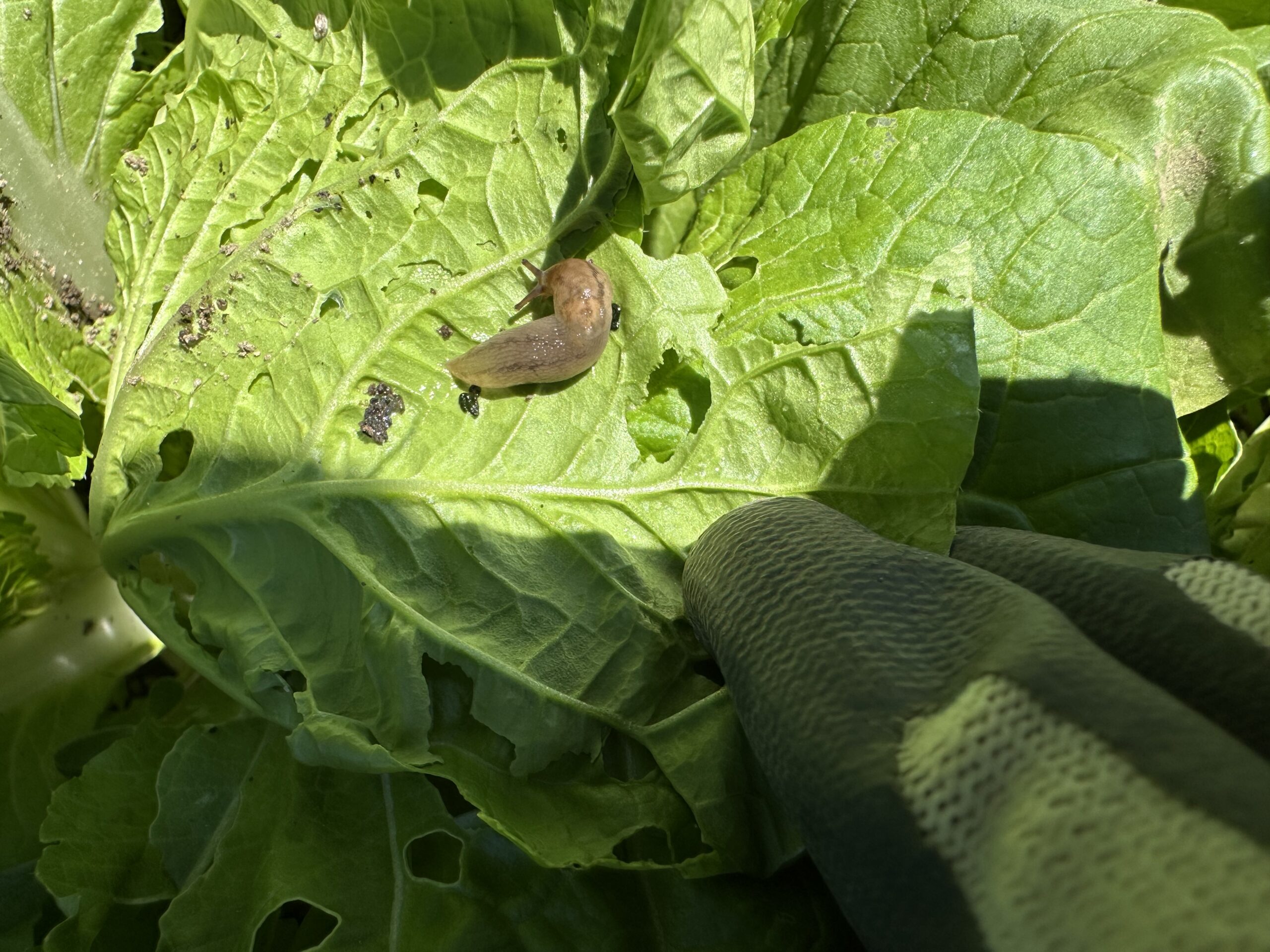 白菜の食害。 今度は・・・？🐌🔎